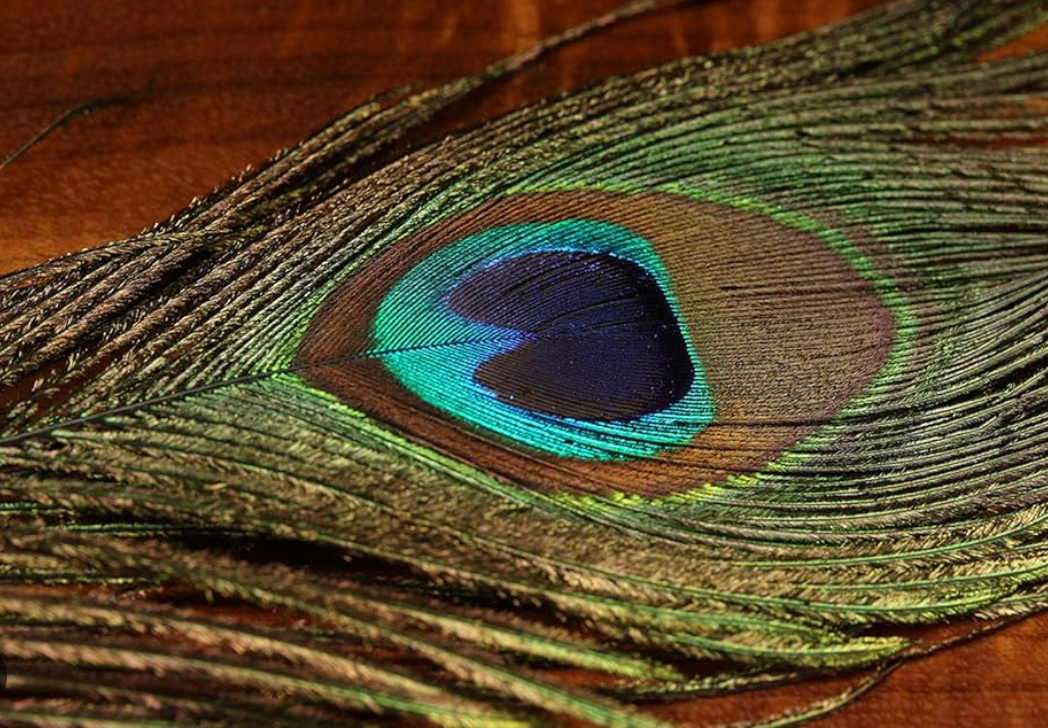 UV2 Peacock Eyes