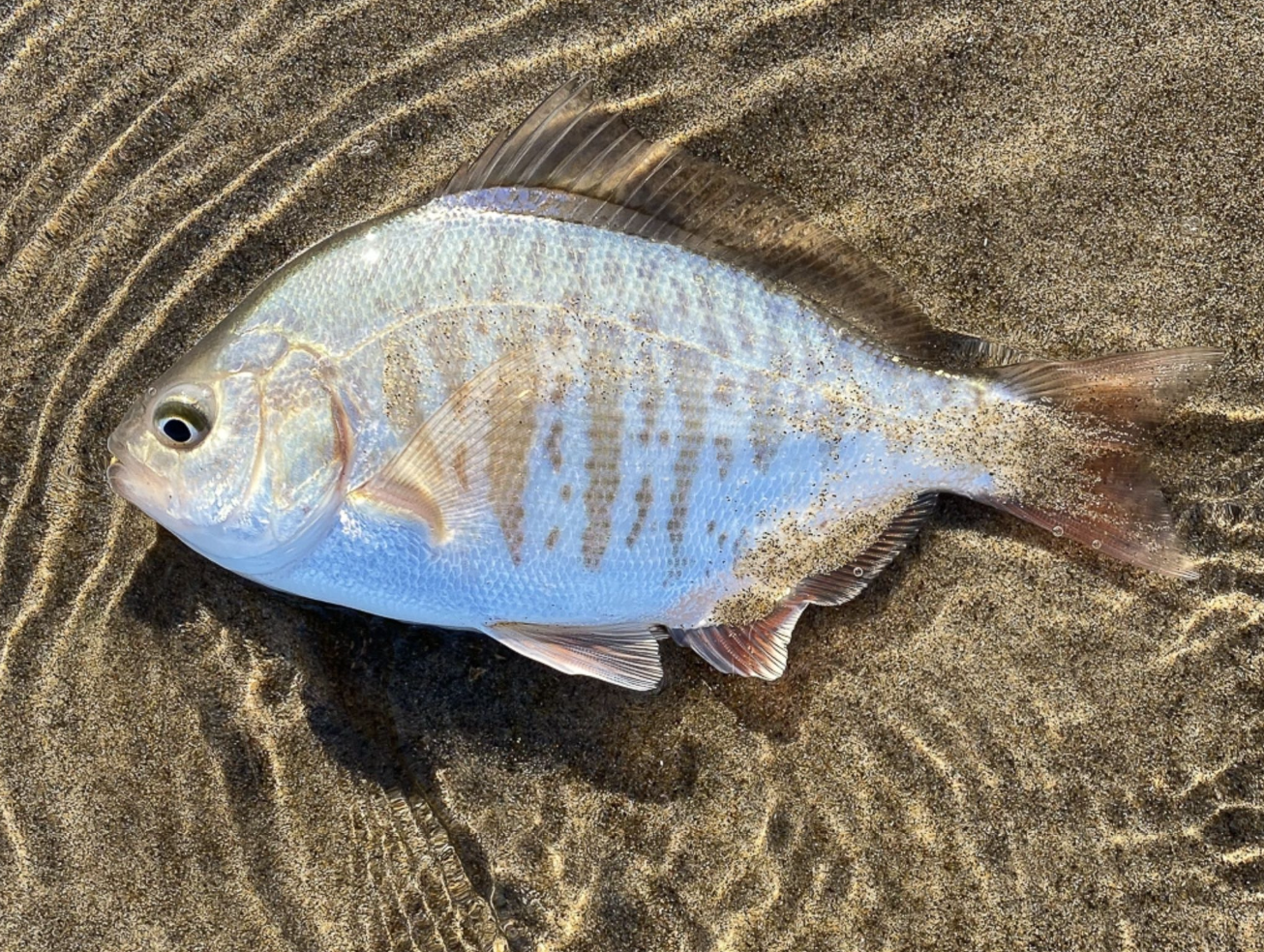 Pacific Northwest Surf Perch