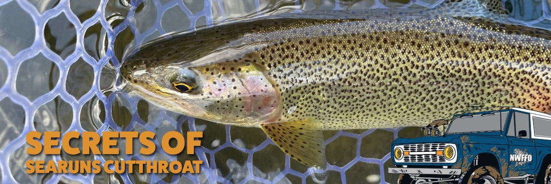 Searun Cutthroat Trout Fishing