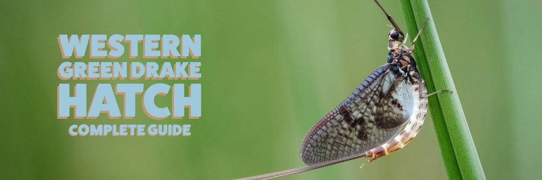 Fly Fishing the Western Green Drake Hatch