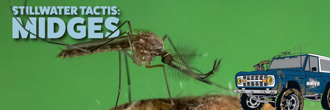 Chironomids