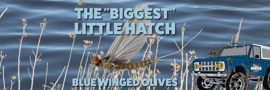 Blue Winged Olives: The Biggest Little Hatch of the West