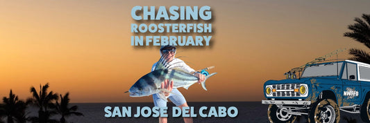Roosterfish In San José del Cabo