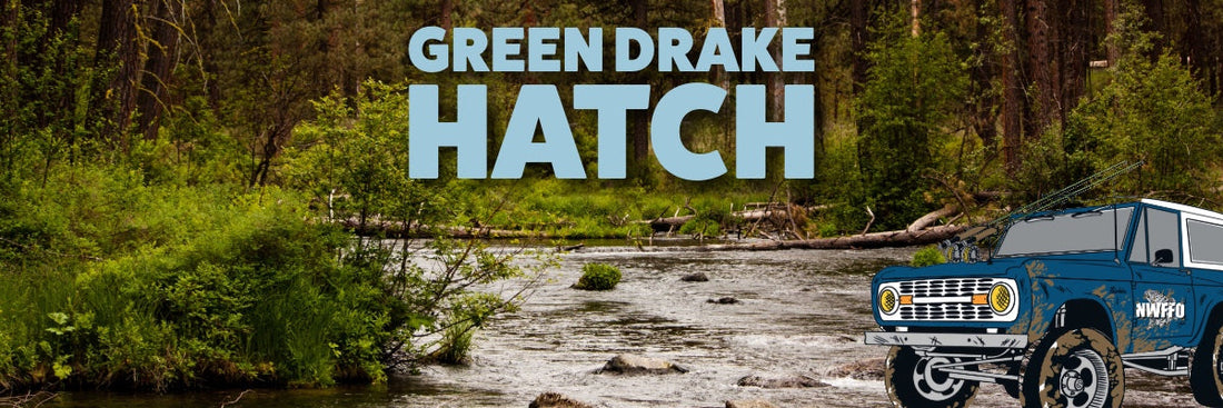 Western Green Drake Hatch