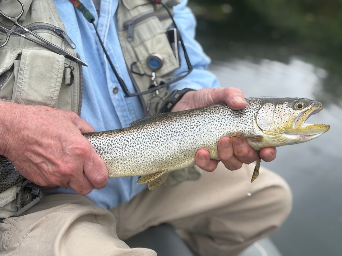 Searun Cutthroat Trout Fishing