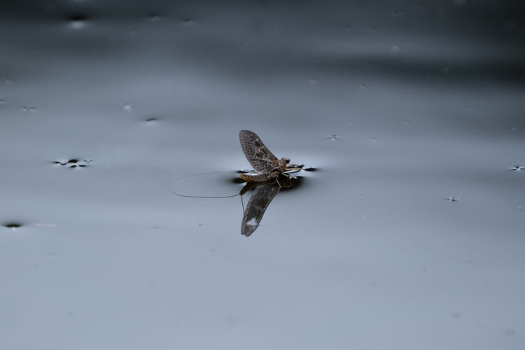 What Insects Are Hatching on Oregon Lakes? | NWFFO Hatch Guide ...