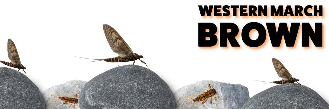 March Brown Mayfly: The Pacific Northwest's Premier Spring Hatch