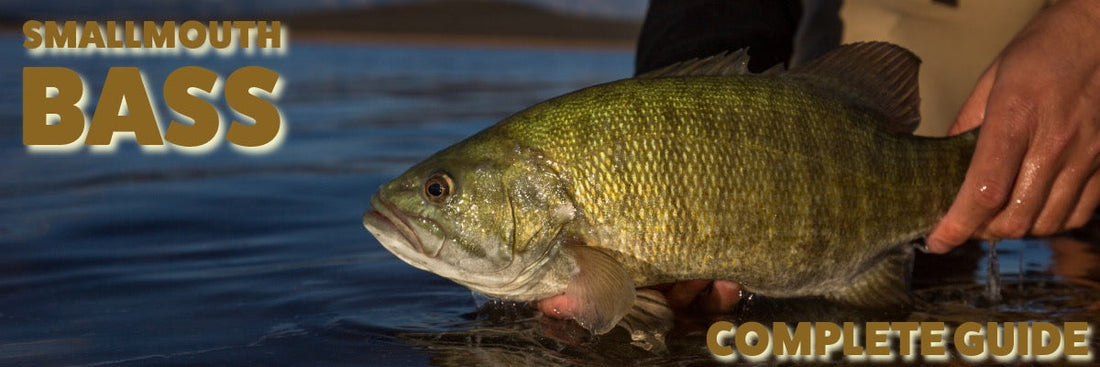Photo of Smallmouth Bass