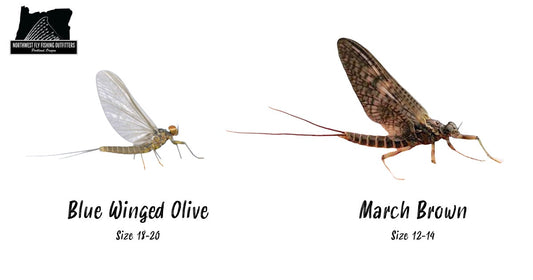 What Fly Is Hatching In March?