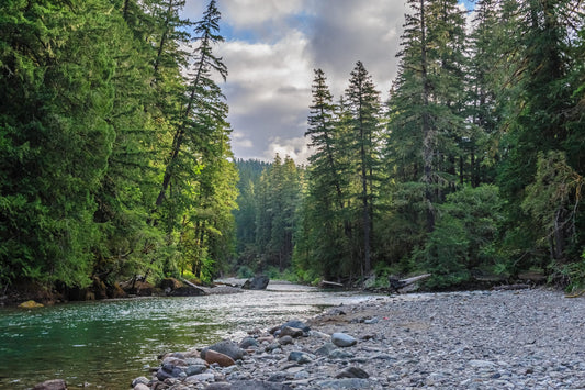 How and Where to Fish For Sea-Run Cutthroat Trout