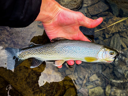 Intro to Fly Fishing - Clackamas River