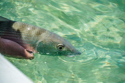 2025 Fly Fishing Film Tour & Pre-Watch