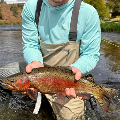 Angler Holding Deschutes River Rainbow Trout During Salmonfly Hatch