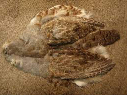 Natures Spirit Hungarian Partridge Skin