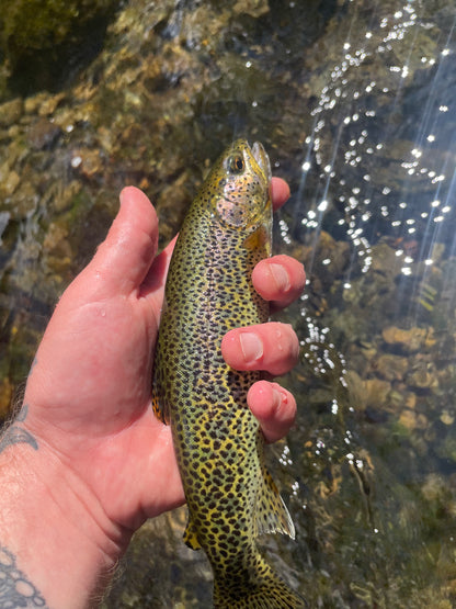 Fly East Guiding Adventures