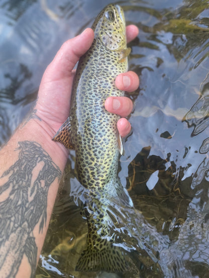 Fly East Guiding Adventures