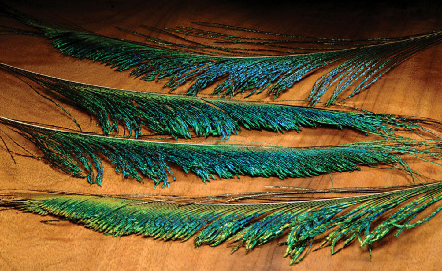 Hairline Peacock Swords
