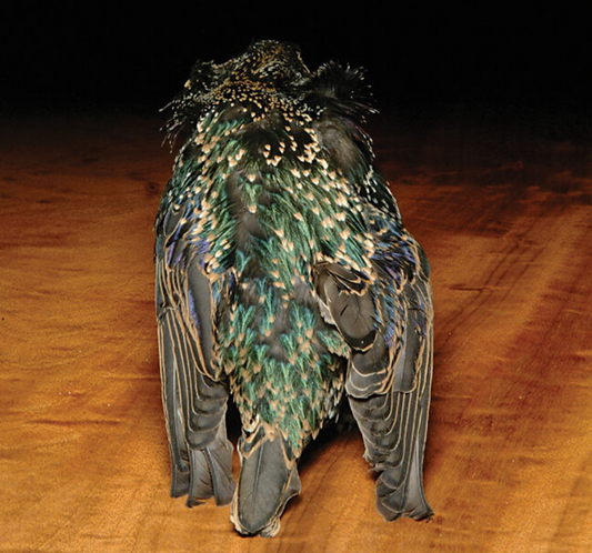 Hareline Starling Skin