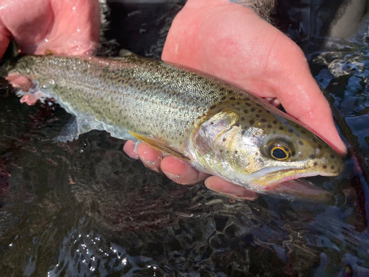 Sea Run Cutthroat Guide Trip | NWFFO