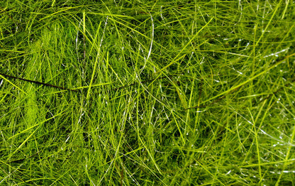 Hareline Hare's Ear Plus Dub