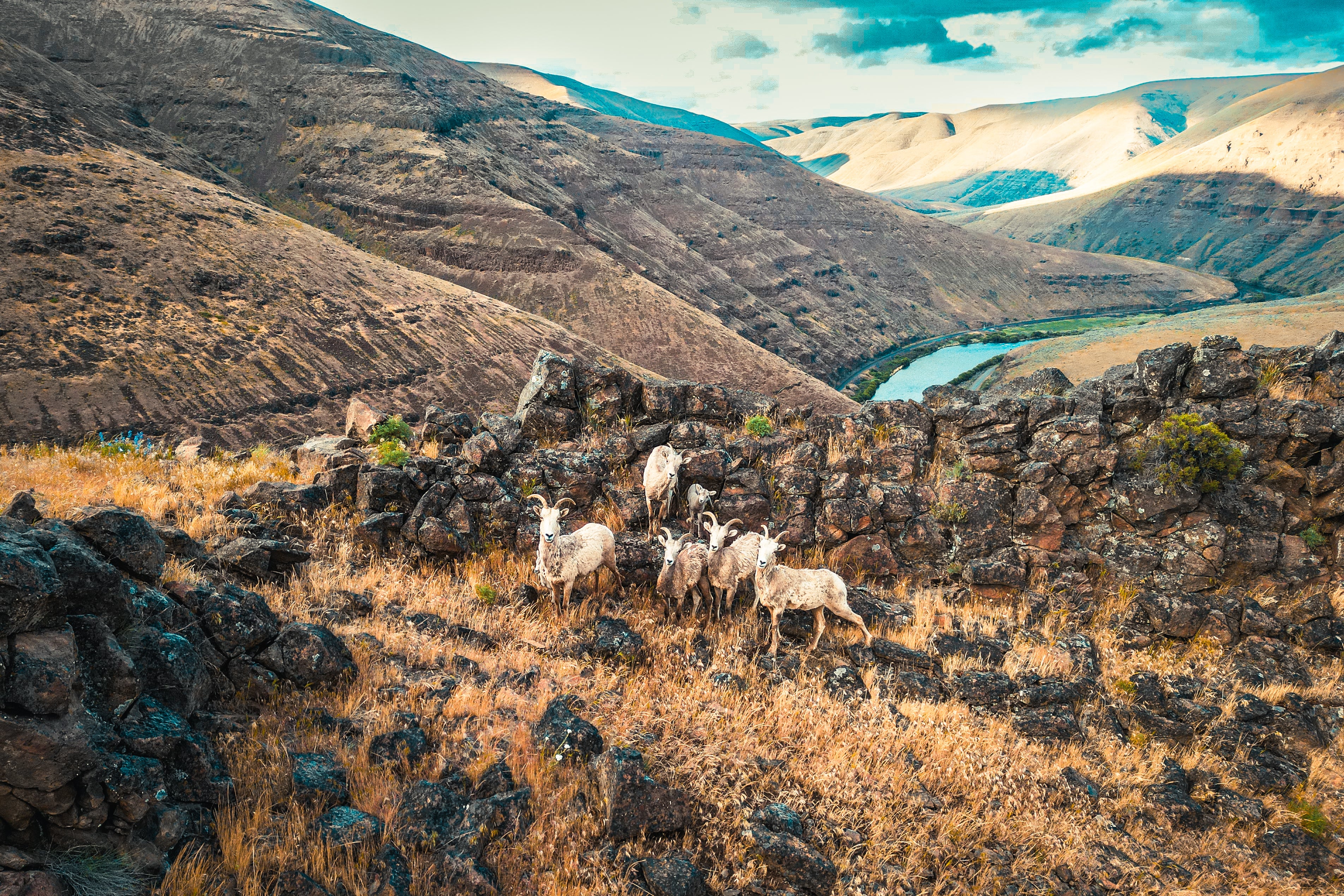 Portland Fly Fishing Shop - Trout, Steelhead & Salmon Gear
