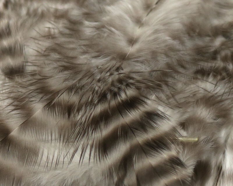 Close-up of natural UV2 Grizzly Soft Hackle feather showing detailed barring and soft webby texture ideal for fly tying.
